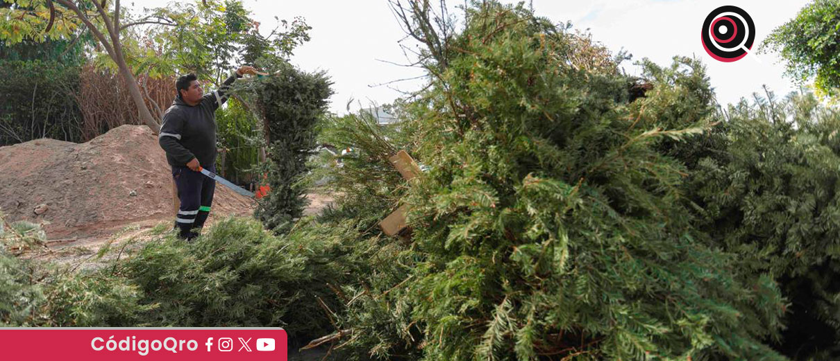 En Corregidora, recolectaron 225 árboles de Navidad para reciclaje y composta