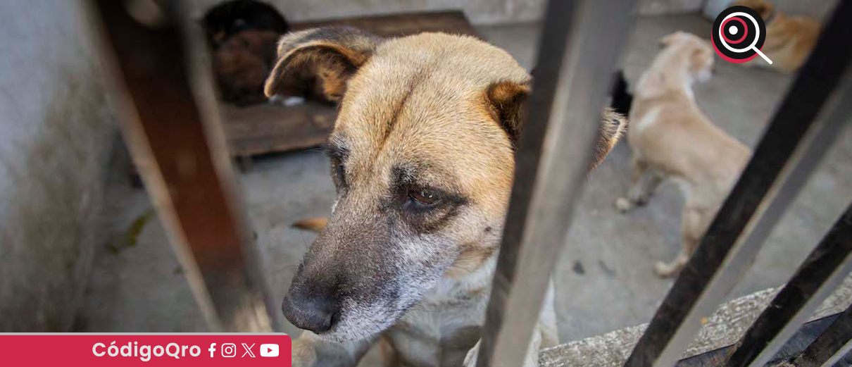 Activistas impulsarán otra iniciativa de Ley de protección animal