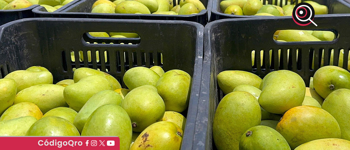Productores de mango en Chiapas inician paro por bajos precios y aranceles