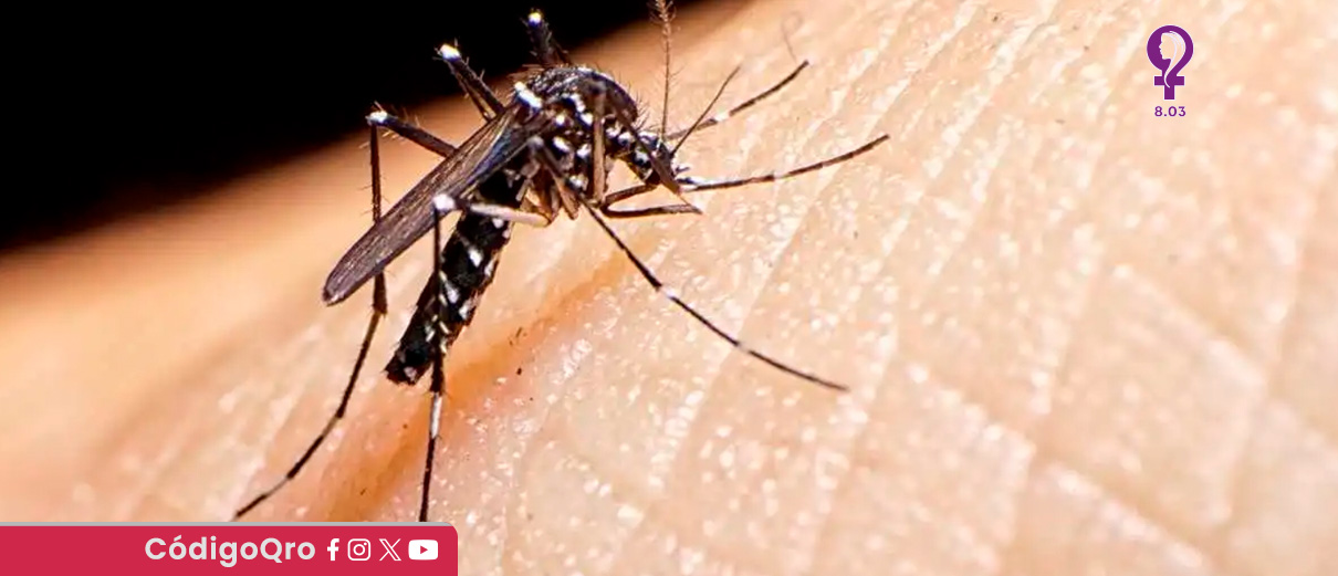 Querétaro reporta 13 casos confirmados de dengue