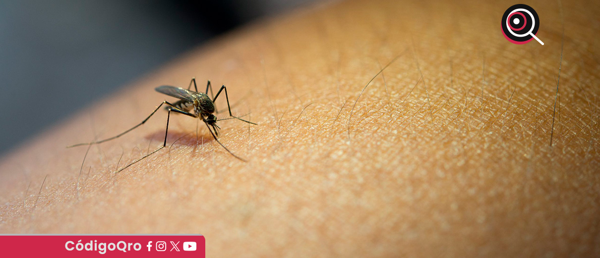Suman 14 casos de dengue en Querétaro