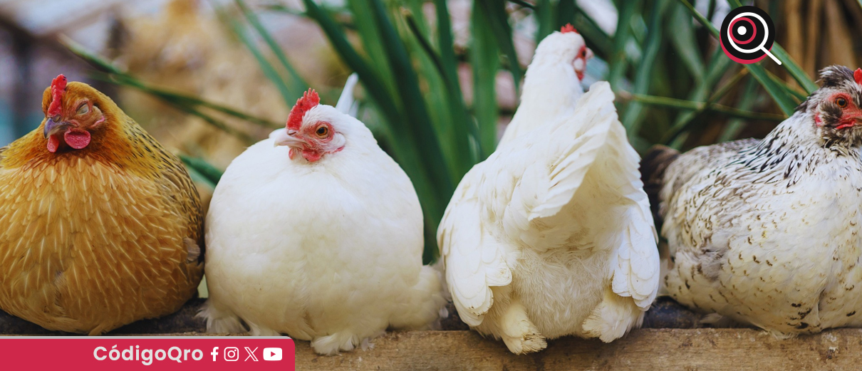 Alquilar gallinas: La nueva tendencia en Estados Unidos