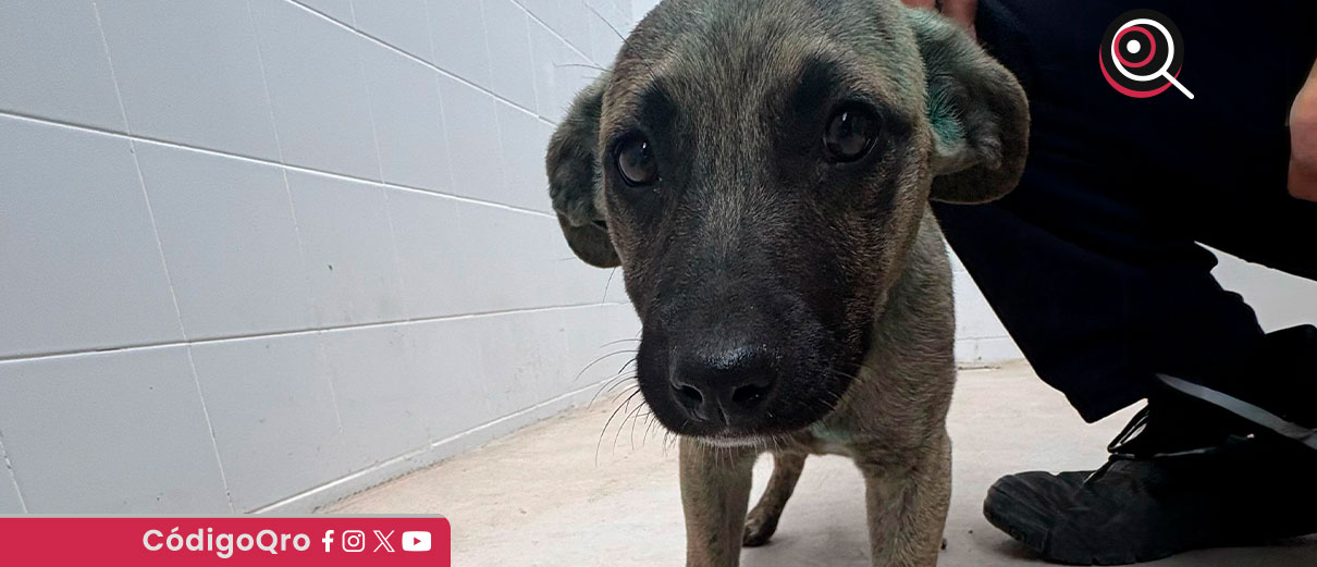 Rescatan a perro tras denuncia de maltrato en Querétaro