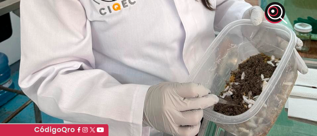 UAQ desarrolla proyecto para degradar plásticos con insectos