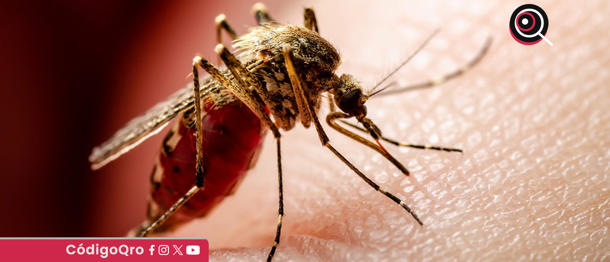 Colombia declarará emergencia por brote de fiebre amarilla