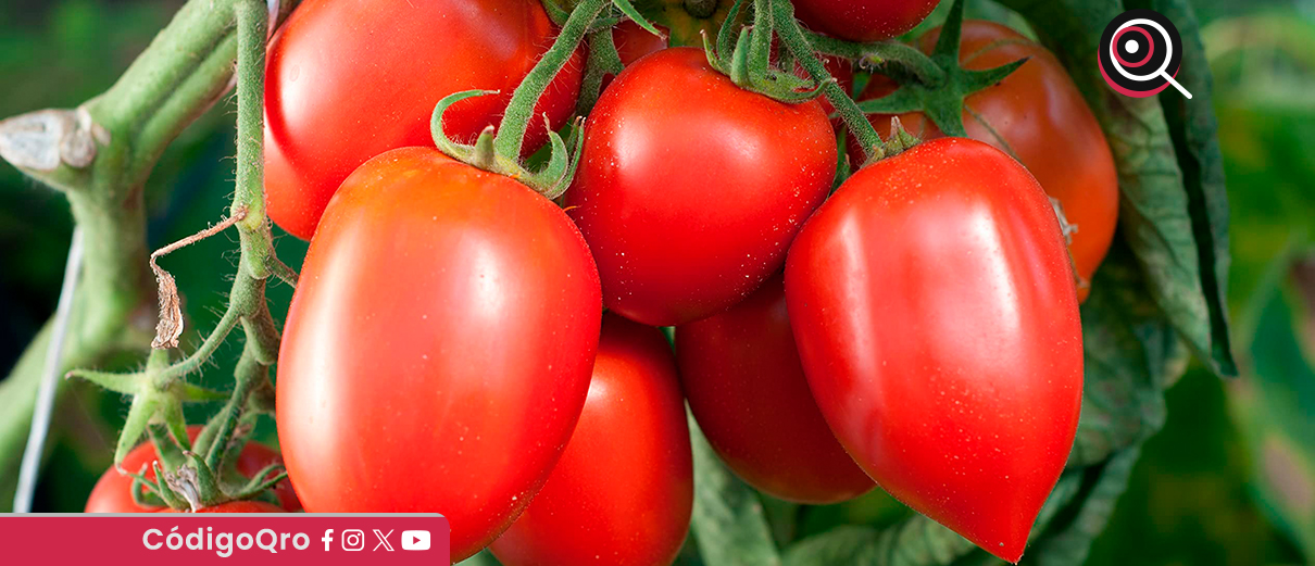 EUA impone aranceles de 20.91% a los tomates mexicanos