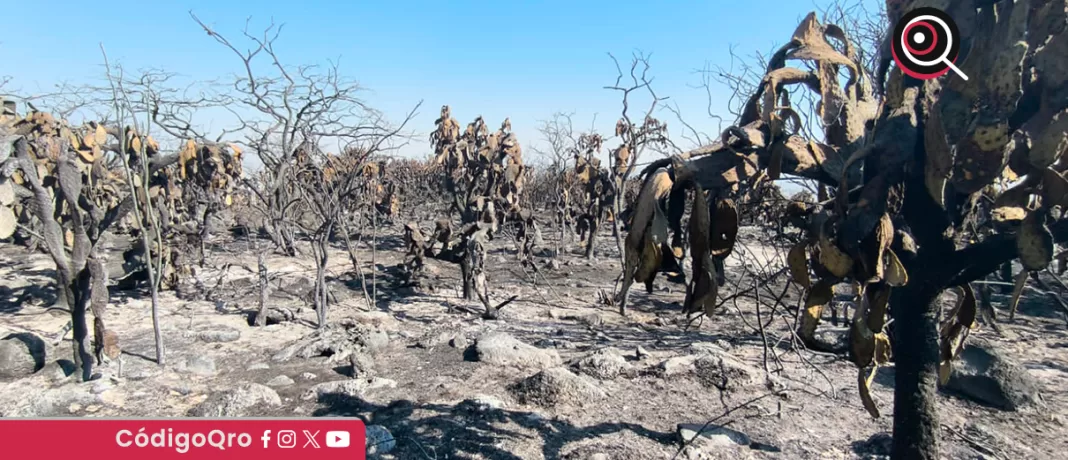 Zona afectada por incendio forestal en El Tángano. Foto: Cortesía Juan Esteban Rincón Sánchez