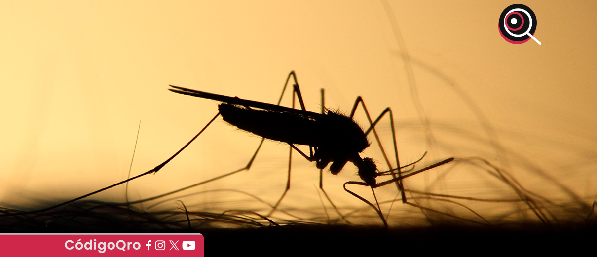 Suman 15 casos confirmados de dengue en Querétaro