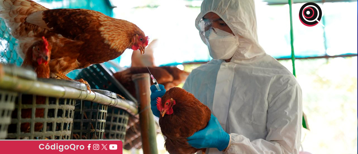 Confirman primer caso humano de gripe aviar en México