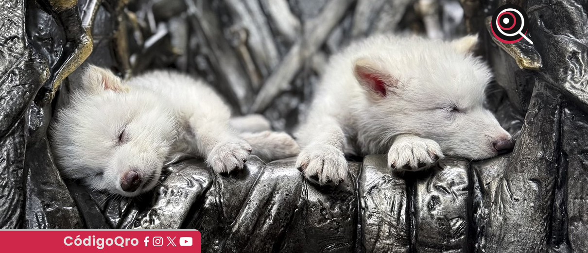 ¿Científicos revivieron al lobo gigante extinto hace 10 mil años? No tan rápido
