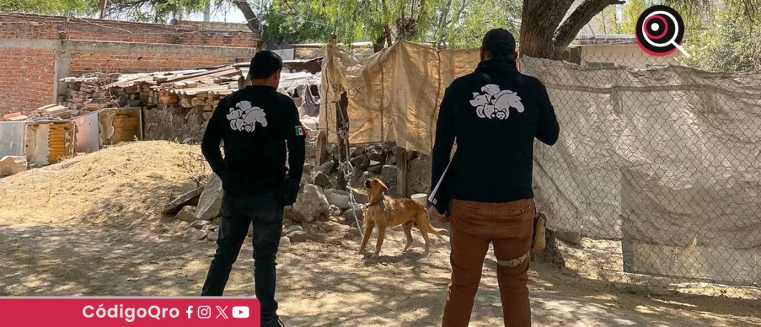 El IMPA, con el apoyo de la Secretaría de Seguridad Pública Municipal de El Marqués, rescató a un canino que se encontraba en “condiciones desfavorables”. Foto: Especial