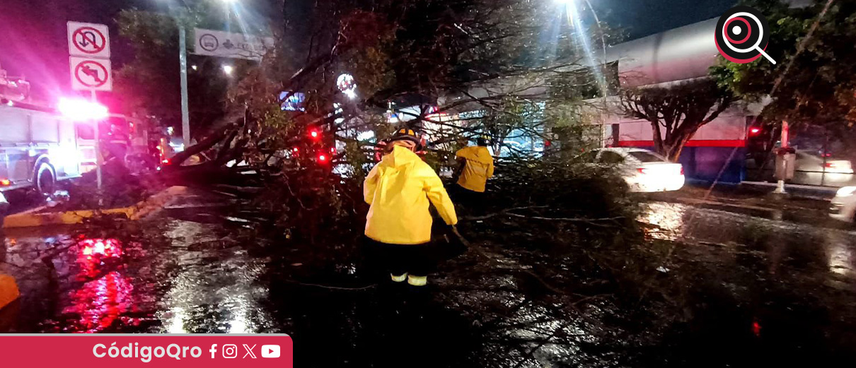 Lluvia deja 6 árboles colapsados en la ciudad de Querétaro