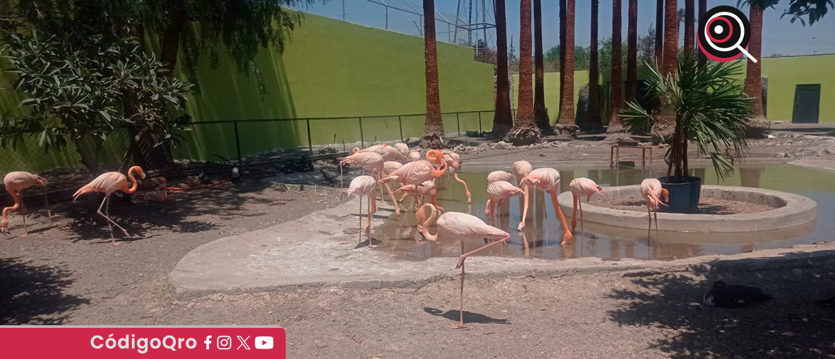 Animales de Wamerú ya no están en malas condiciones: gobernador